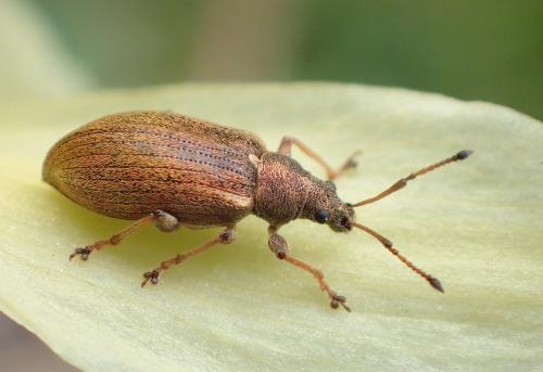 Réf. 279 104 : Phyllobius pyri